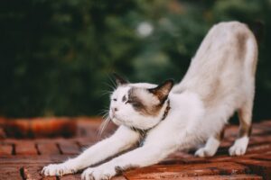 A cat stretching